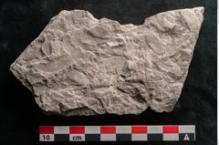 Foto (Detailansicht) von Dictyopteris brongniarti Gutb. (NHMW-GEO-2024-0188-10762)
